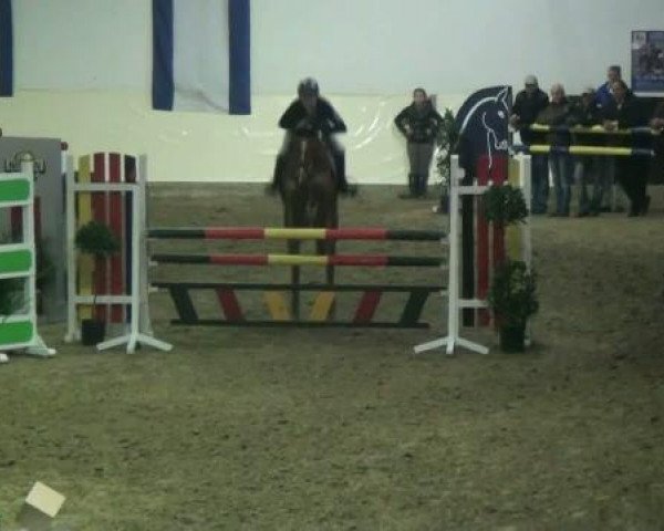 Springpferd Avanti 203 (Deutsches Reitpony, 2004, von Avalon N)
