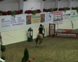 Springpferd Play Along (Deutsches Reitpony, 2002, von Principal Boy)