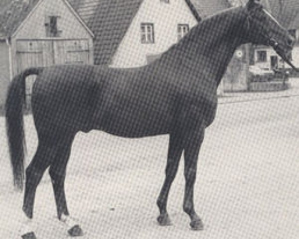 stallion Kornett II (Trakehner, 1966, from Maharadscha)