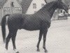 stallion Kornett II (Trakehner, 1966, from Maharadscha)