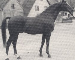 Deckhengst Kornett II (Trakehner, 1966, von Maharadscha)