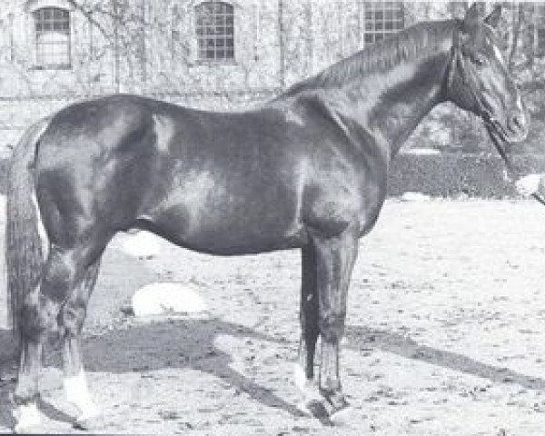 stallion Abendregen (Trakehner, 1959, from Altan)