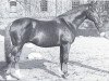 stallion Abendregen (Trakehner, 1959, from Altan)