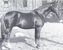 Deckhengst Abendregen (Trakehner, 1959, von Altan)