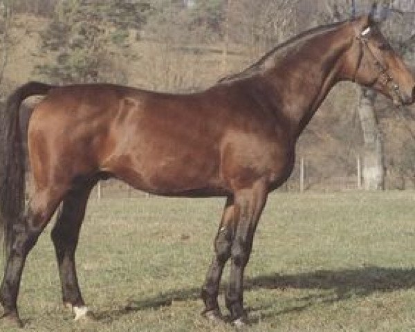 stallion Abendwind (Württemberger, 1978, from Abendregen)