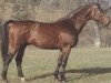 stallion Abendwind (Württemberger, 1978, from Abendregen)