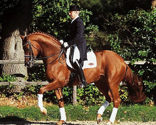 horse Wolkentanz II (Hanoverian, 1995, from Weltmeyer)