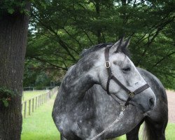 jumper Corlanda Gold (Oldenburg show jumper, 2017, from Orlando van de Heffinck)