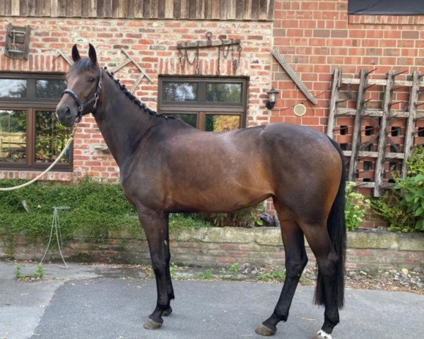 dressage horse Vogtland's Fürstin (Oldenburg, 2018, from Fürst Jazz)