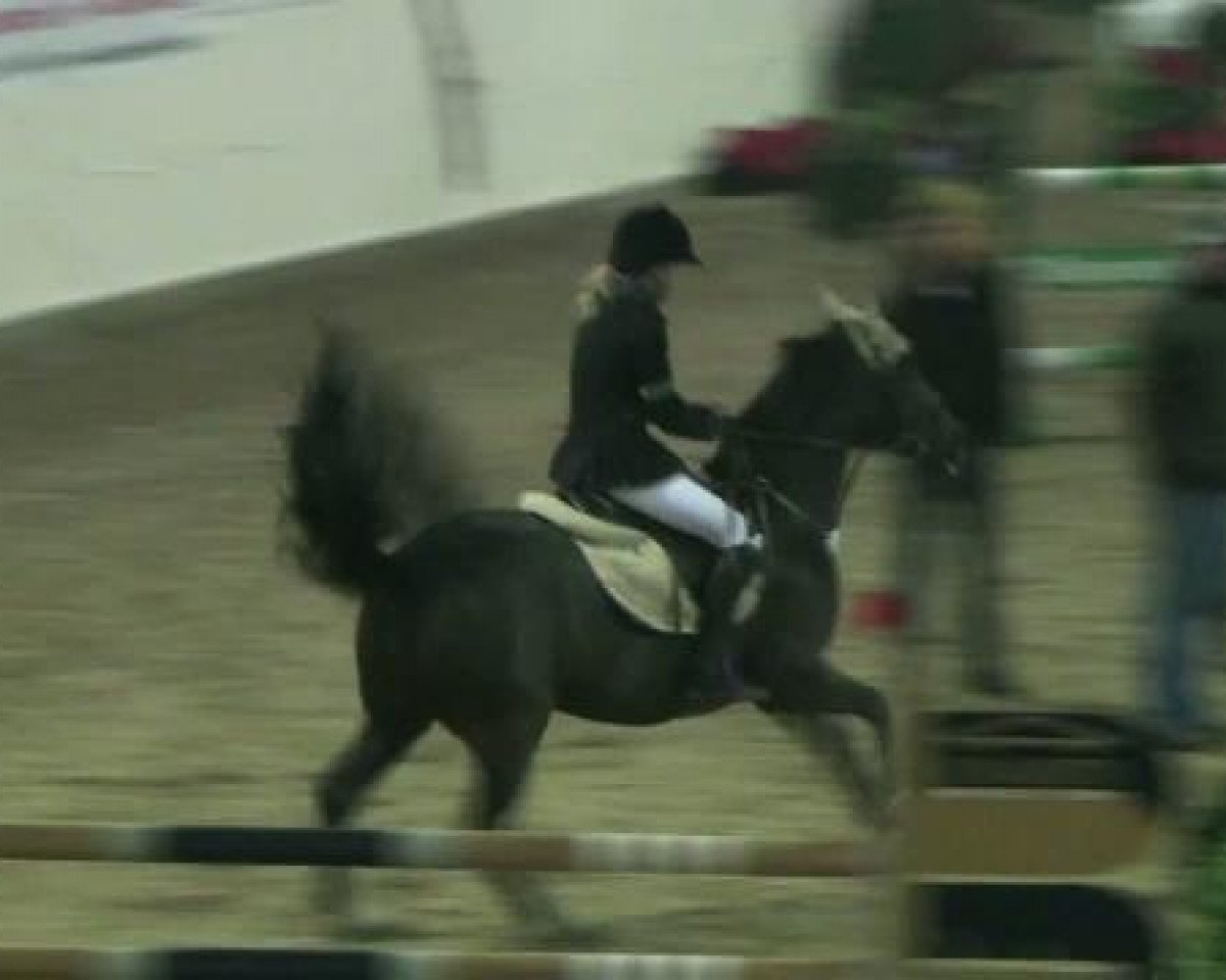 Springpferd Donnerwetter 47 (Deutsches Reitpony, 1996, von Calenbergs Donnerhall)