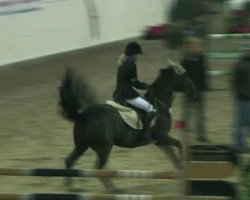 Springpferd Donnerwetter 47 (Deutsches Reitpony, 1996, von Calenbergs Donnerhall)