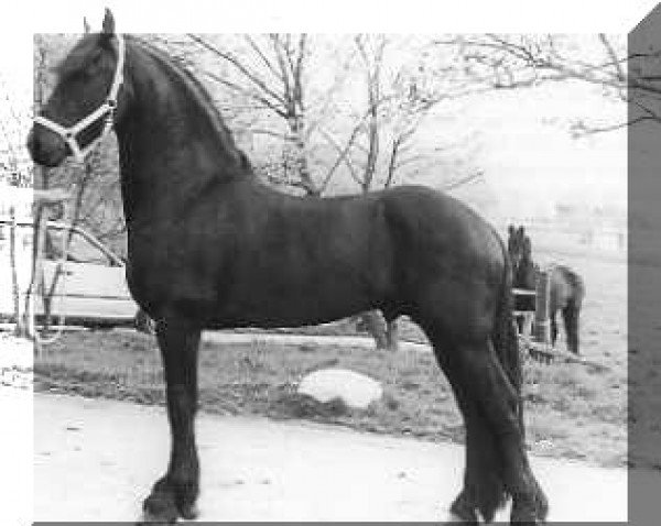 stallion Nammen 308 (Friese, 1987, from Djurre 284)