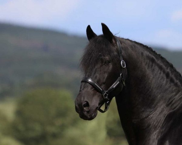 stallion Gjalt 426 (Friese, 2002, from Pyt 325)