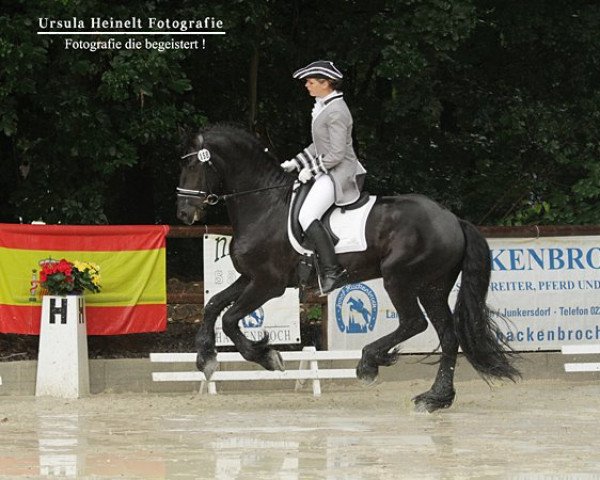 dressage horse Sky 150 (Friese, 2005, from Wikke 404)