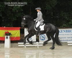 dressage horse Sky 150 (Friese, 2005, from Wikke 404)