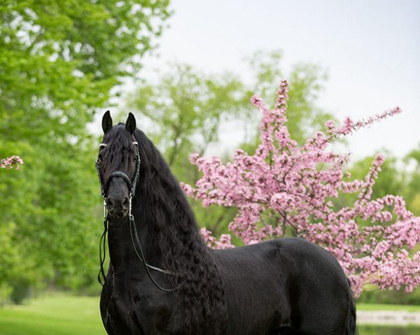 stallion Tsjalle 454 Sport (Friese, 2006, from Mintse 384)