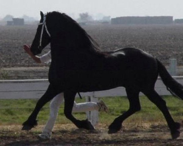 stallion Pilgrim 336 (Friese, 1988, from Bendert 281)