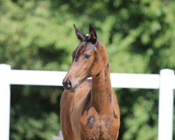 dressage horse Claudia Schiffer (German Sport Horse, 2022, from Va' Pensiero)