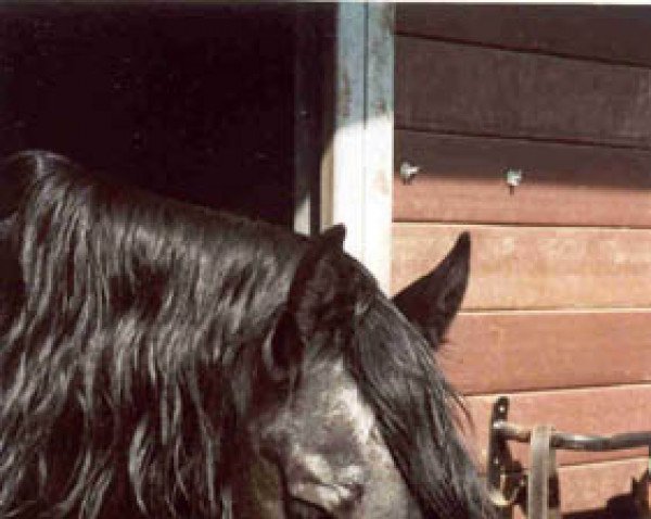 stallion Wypke 277 (Friese, 1980, from Lammert 260)