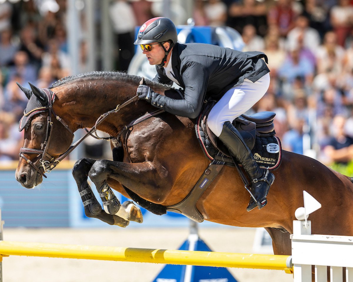 stallion Casino Grande (Oldenburg, 2012, from Casino Berlin OLD)