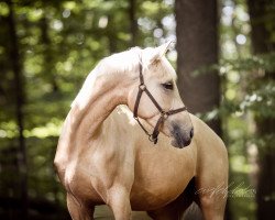 dressage horse Quyana (Rhinelander, 2019, from Qaside Md)