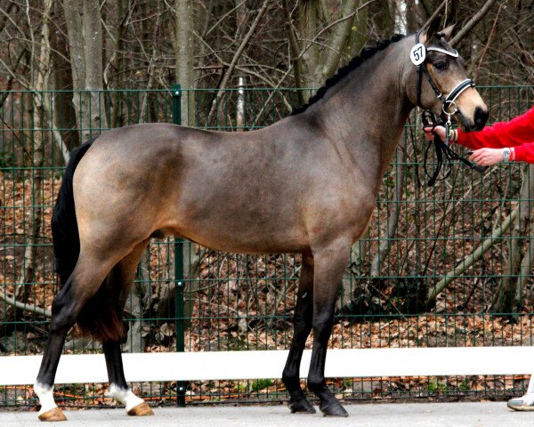 stallion Big Dresscode (German Riding Pony, 2009, from Dance Star AT)