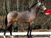 stallion Big Dresscode (German Riding Pony, 2009, from Dance Star AT)