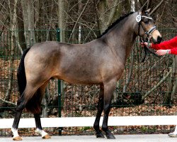 Deckhengst Big Dresscode (Deutsches Reitpony, 2009, von Dance Star AT)