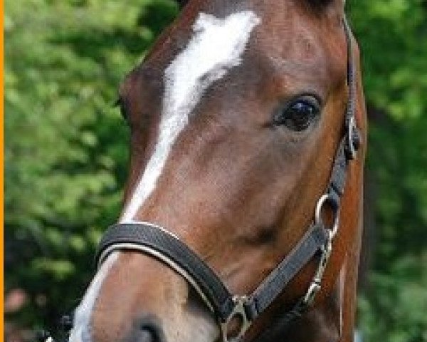 horse Dancine (Hanoverian, 2007, from Don Crusador 3)