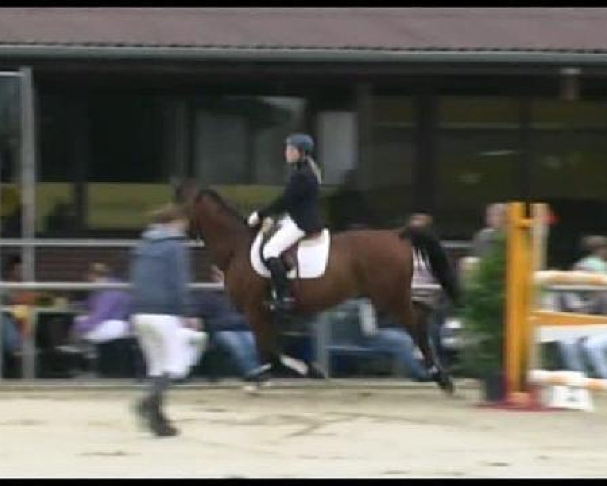 Springpferd Lugano (Westfale, 2000, von Lord Silvester)