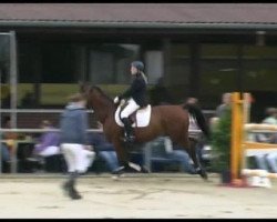 jumper Lugano (Westphalian, 2000, from Lord Silvester)