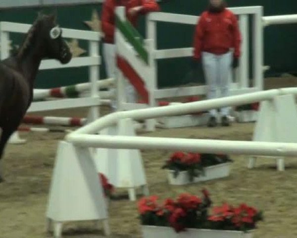 dressage horse Ping-Pong (German Riding Pony, 2009, from Principal Boy)