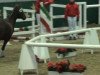 dressage horse Ping-Pong (German Riding Pony, 2009, from Principal Boy)