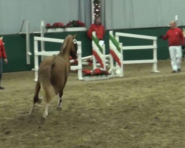 Springpferd Kleiner Prinz 25 (Deutsches Reitpony, 2009, von Principal Boy)