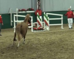 jumper Kleiner Prinz 25 (German Riding Pony, 2009, from Principal Boy)