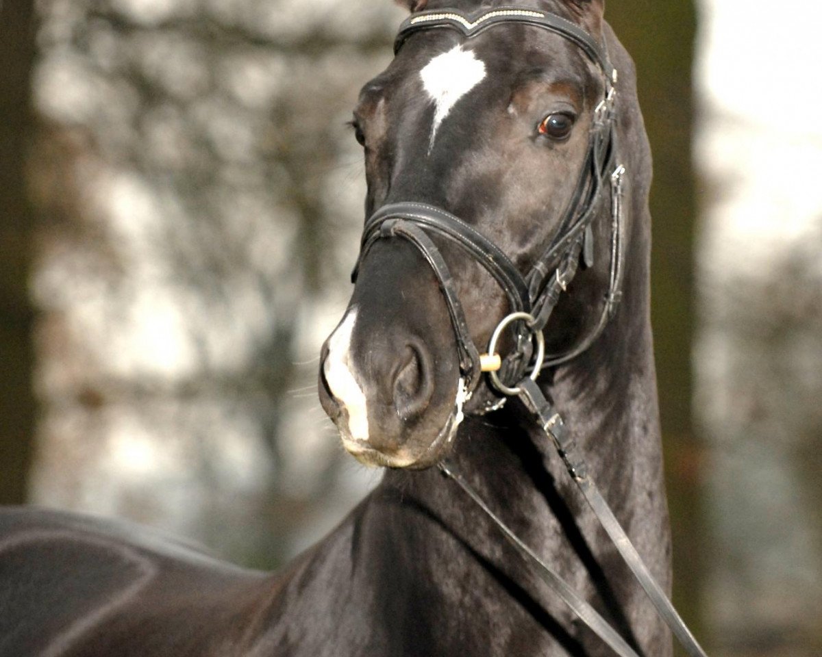 Deckhengst Dr. Bon Jovi (Oldenburger, 2004, von Dr Doolittle 45)