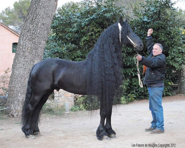 Pferd Abel Boszorg (Friese, 2000, von Adel)