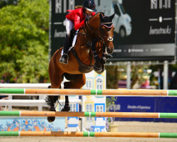 jumper Monsun (Polish Warmblood, 2007, from Contact Me)