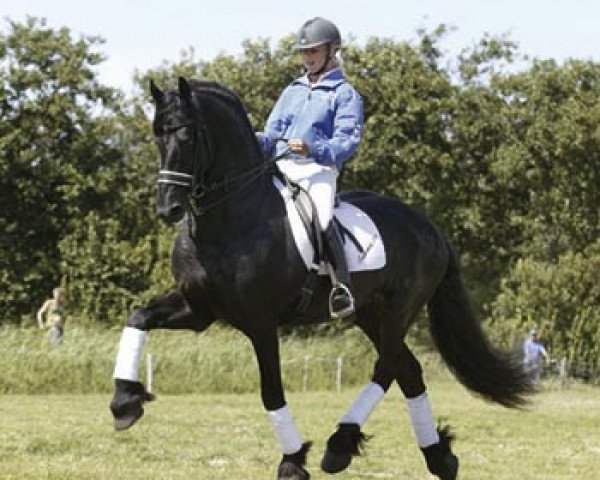 stallion Teeuwis 389 (Friese, 1998, from Fetse 349)