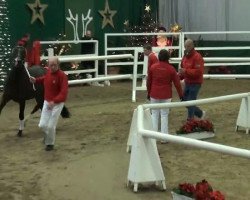 dressage horse Dragonheart 33 (German Riding Pony, 2009, from Der feine Lord AT)