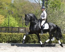 stallion Omer 493 (Friese,  , from Gjalt 426)