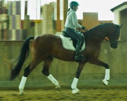 dressage horse Verox (Oldenburg, 2019, from Vitalis)