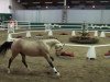 dressage horse Cheetano (German Riding Pony, 2009, from FS Champion de Luxe)