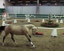 Dressurpferd Cheetano (Deutsches Reitpony, 2009, von FS Champion de Luxe)