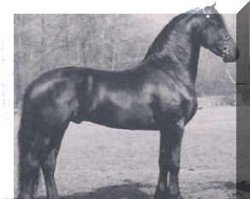 stallion Karst 362 (Friese,  , from Doeke 287)