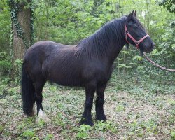 broodmare Cailin van de Bonte Hoeve (Tinker / Irish Cob / Gypsy Vanner, 2005, from Maestro 0201370)