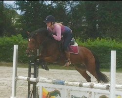 jumper Breeders Crown (Welsh-Cob (Sek. D), 2017, from Pennal Sam)