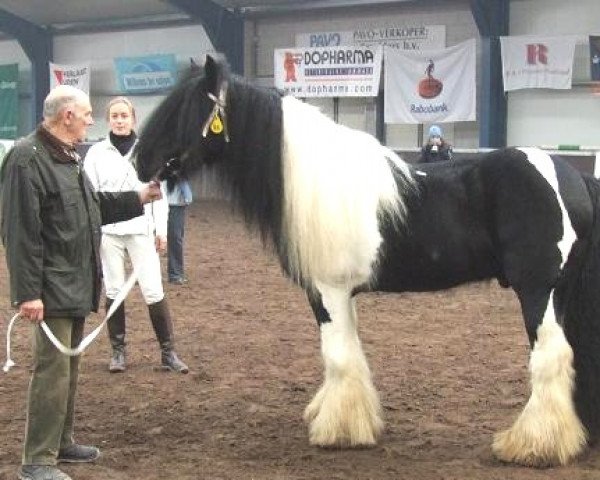 stallion Maestro 0201370 (Tinker / Irish Cob / Gypsy Vanner, 1998)