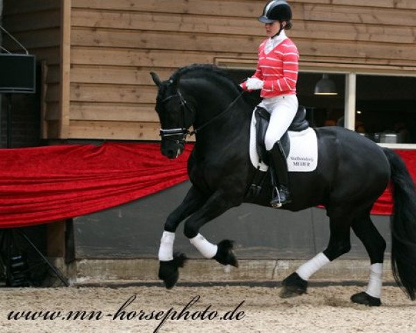 stallion Hinne 427 (Friese, 2002, from Tsjerk 328)