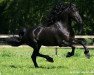 stallion Loadewyk 431 (Friese, 2003, from Tsjerk 328)